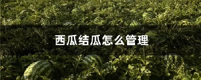 西瓜结瓜怎么管理