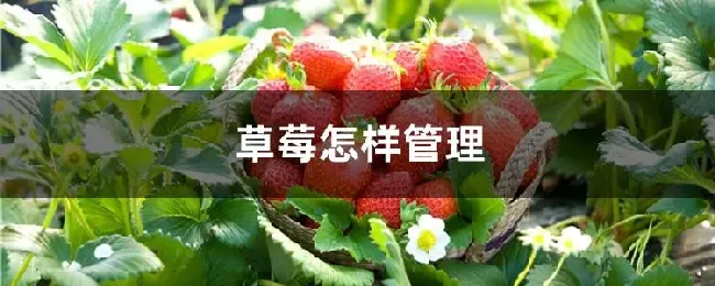 草莓怎样管理