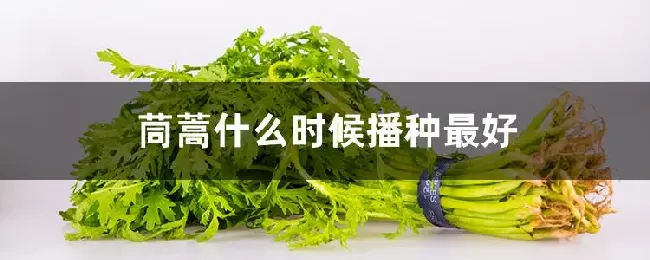 茼蒿什么时候播种最好