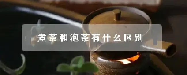 煮茶和泡茶有什么区别