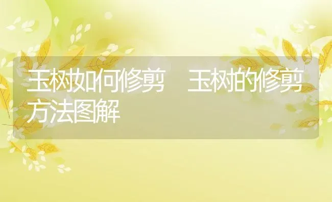 玉树如何修剪 玉树的修剪方法图解 | 养殖资料投稿