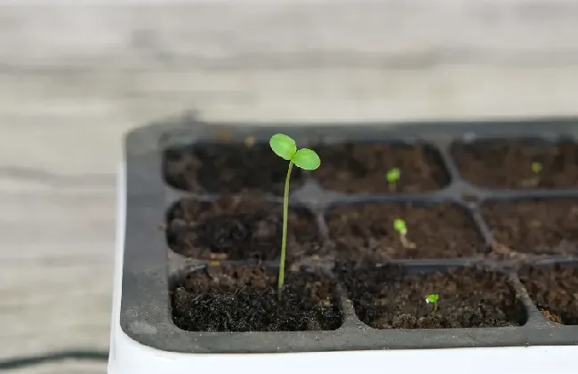 植物种子尽快发芽的方法