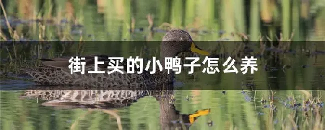 街上买的小鸭子怎么养