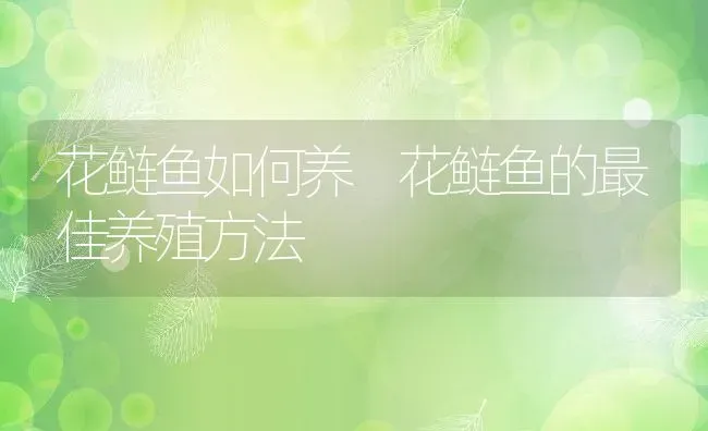 花鲢鱼如何养 花鲢鱼的最佳养殖方法 | 养殖资料投稿