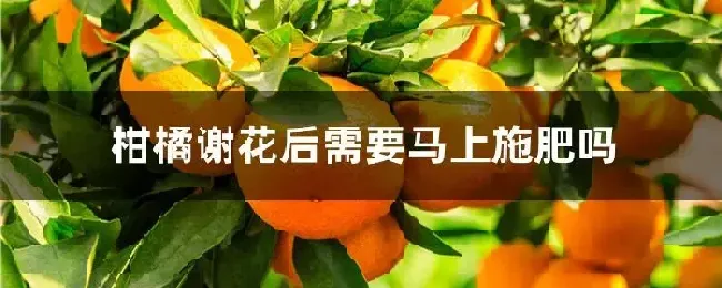 柑橘谢花后需要马上施肥吗