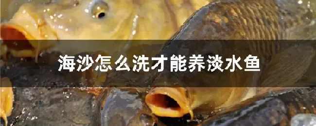 海沙怎么洗才能养淡水鱼