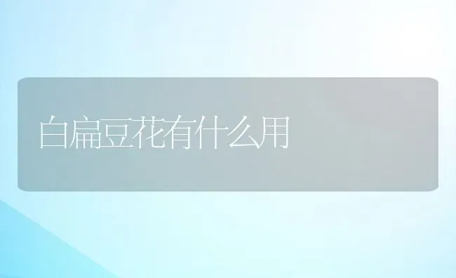 白扁豆花有什么用 | 养殖资料投稿