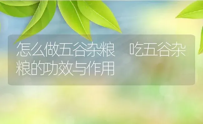 怎么做五谷杂粮 吃五谷杂粮的功效与作用 | 养殖资讯