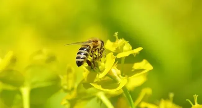 蜂毒的作用有哪些