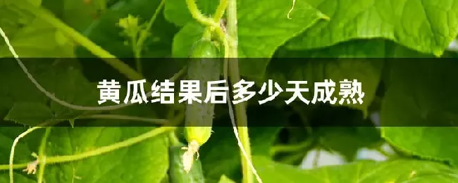 黄瓜结果后多少天成熟