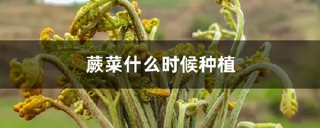 蕨菜什么时候种植