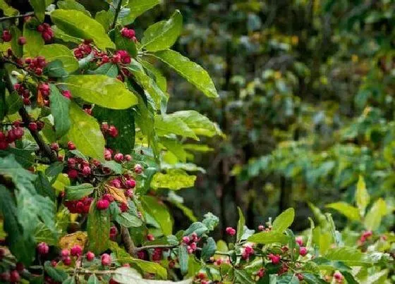 种植前景|红豆杉种植条件 适合生长环境的温度