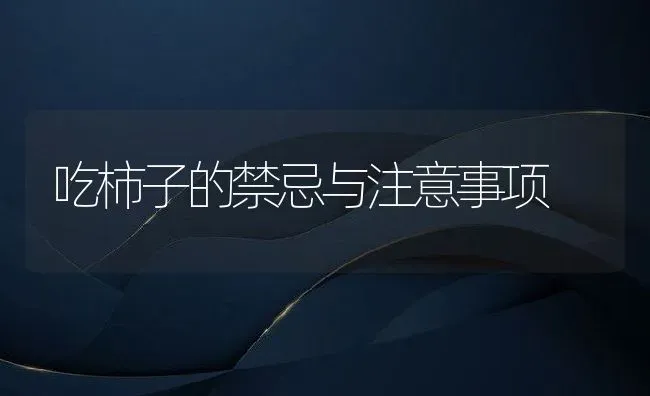 吃柿子的禁忌与注意事项 | 养殖资料投稿
