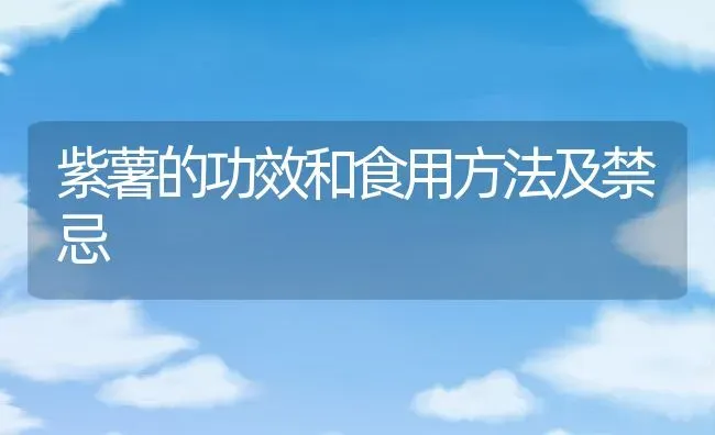 紫薯的功效和食用方法及禁忌 | 养殖资料投稿