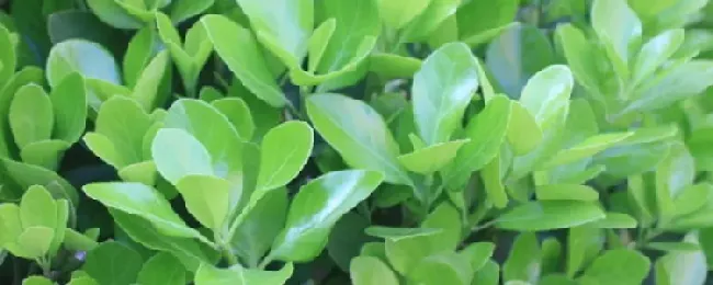 四季青与果岭草有什么不同？