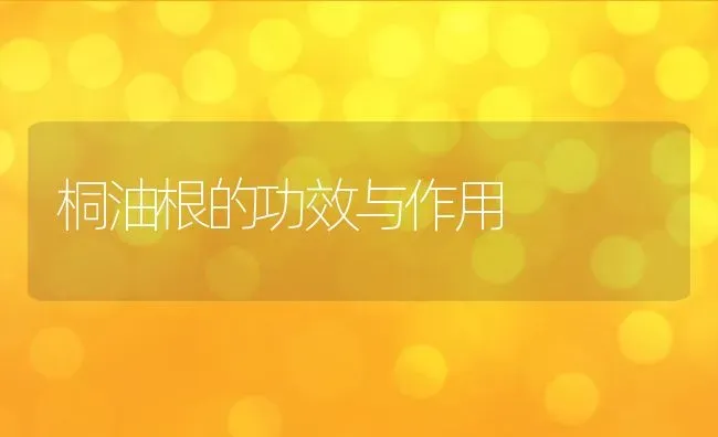 桐油根的功效与作用 | 养殖资料投稿