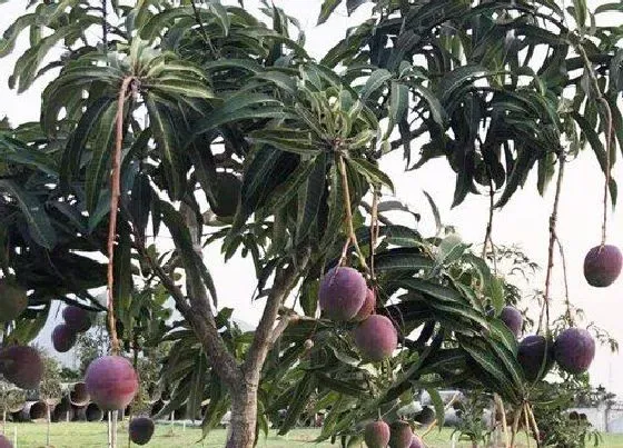 种植前景|芒果树南方可以种吗