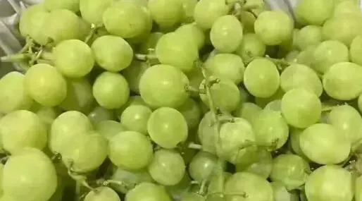 绿提子皮的功效与作用