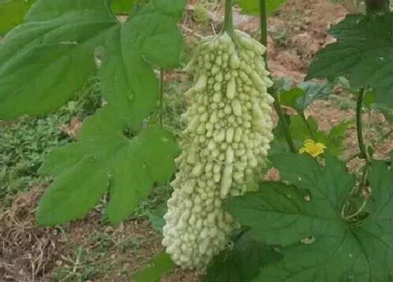 蔬菜|树荫下适合种植什么蔬菜 适合树荫下生长的蔬菜品种