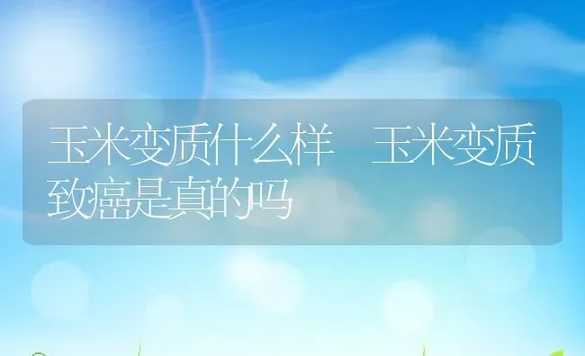 玉米变质什么样 玉米变质致癌是真的吗 | 养殖资料投稿