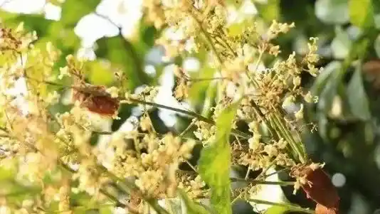 凤蜜花的功效和作用