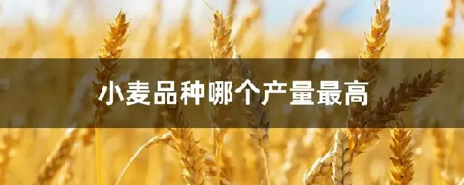小麦品种哪个产量最高