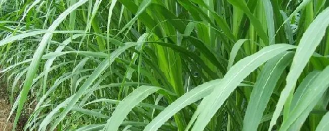 皇竹草与象草有什么不同？