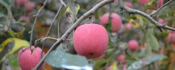 苹果树种植条件