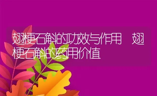 翅梗石斛的功效与作用 翅梗石斛的药用价值 | 养殖资料投稿