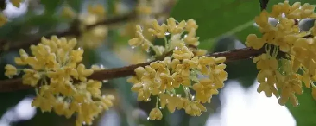 桂花什么时候嫁接