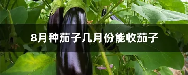 8月种茄子几月份能收茄子