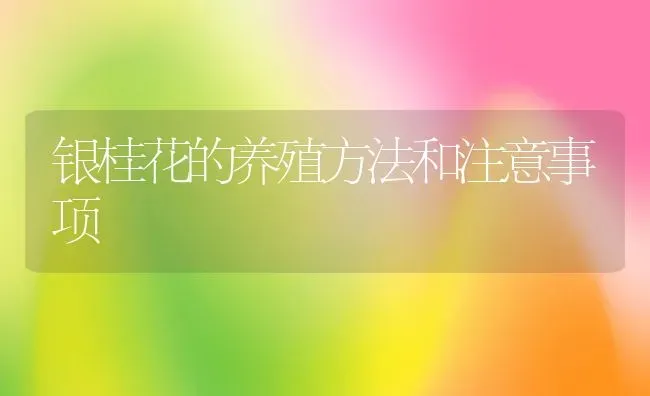 银桂花的养殖方法和注意事项 | 养殖资料投稿