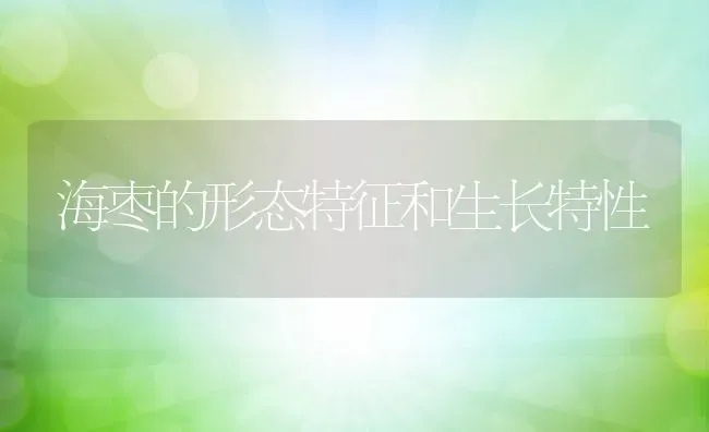 海枣的形态特征和生长特性 | 养殖资料投稿