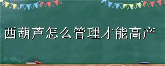 西葫芦怎么管理才能高产