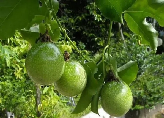 种植前景|湖南可以种百香果吗