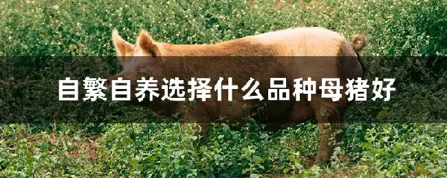 自繁自养选择什么品种母猪好