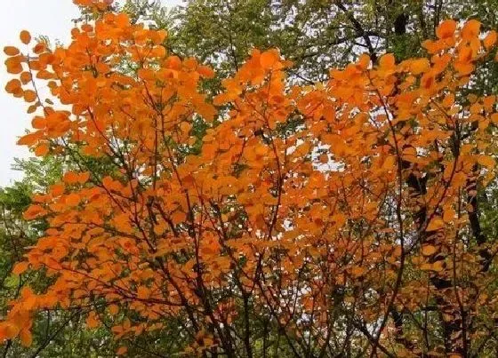 种植前景|黄栌北方可以种吗