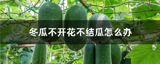 冬瓜不开花不结瓜怎么办