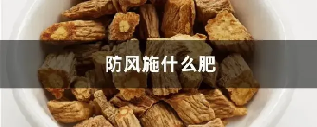 防风施什么肥