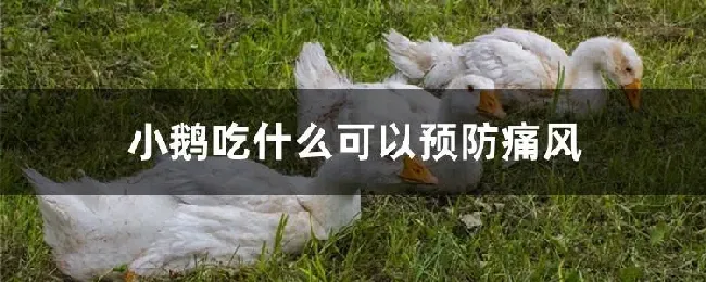 小鹅吃什么可以预防痛风