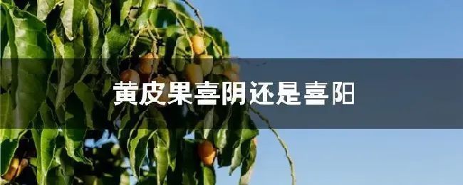 黄皮果喜阴还是喜阳