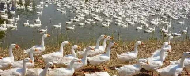 养鹅需要什么样的场地