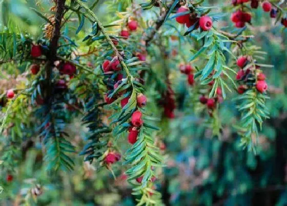 种植前景|红豆杉种植条件 适合生长环境的温度