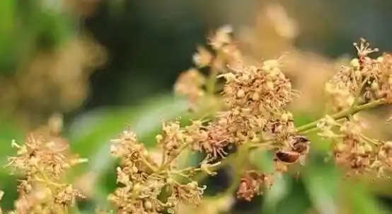 凤蜜花的功效和作用