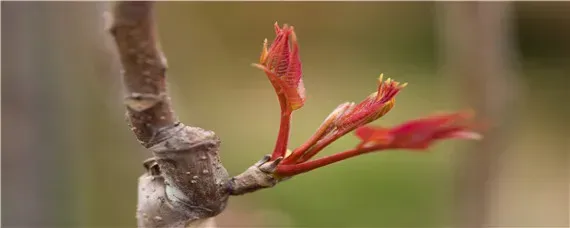 香椿种植技术与管理