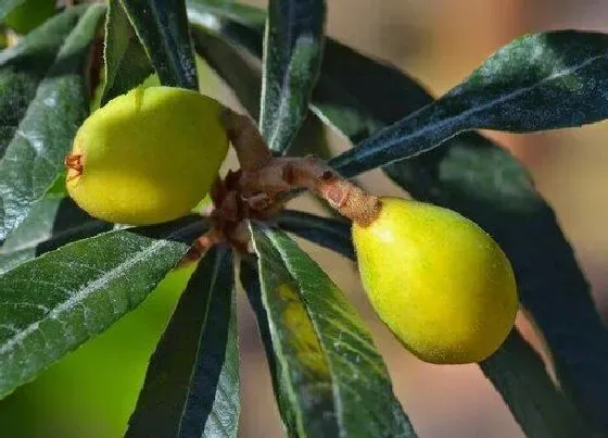 种植前景|枇杷种植条件和区域 对气候的要求