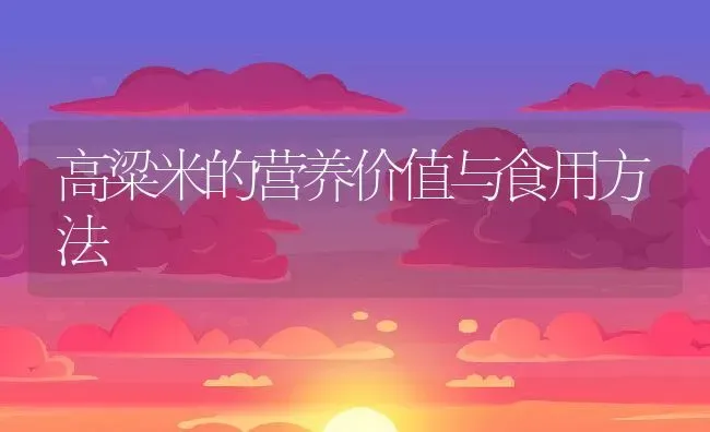 高粱米的营养价值与食用方法 | 养殖资讯