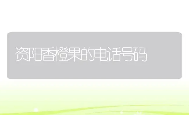 资阳香橙果的电话号码 | 养殖资讯