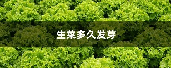 生菜多久发芽