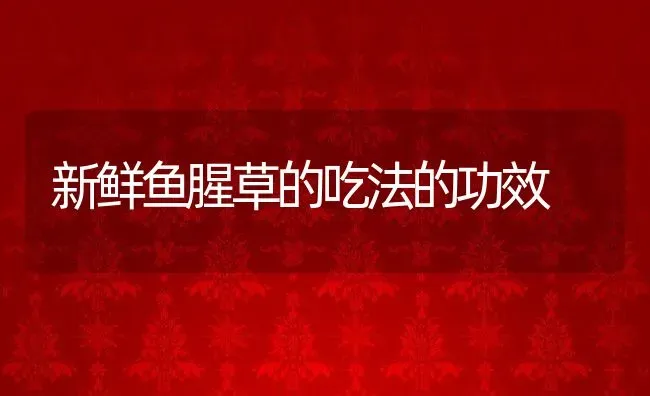 新鲜鱼腥草的吃法的功效 | 养殖资料投稿